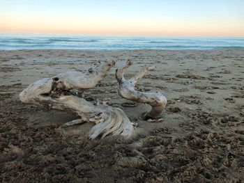 Driftwood on beach against sky during sunset