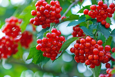 Close-up of cherries growing on plant