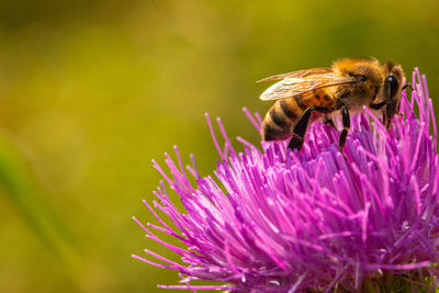 Close-up of bee pollinating on pink flower