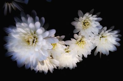 Close-up of flowers