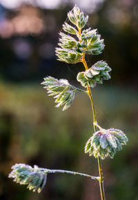 Close-up of purple flowers