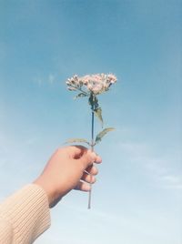 Low angle view of flowers against clear sky