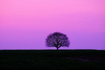 Silhouette bare tree on field against purple sky