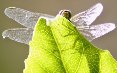 Close-up of insect on leaf