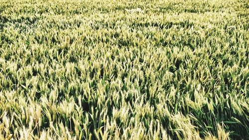 Full frame shot of wheat field