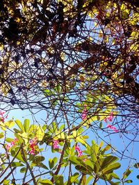 Low angle view of flower tree against sky