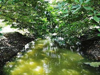 Trees growing by lake