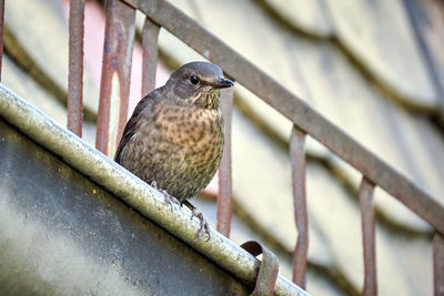 Close-up of bird perching on railing