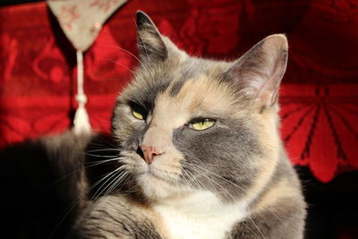 Close-up portrait of a cat