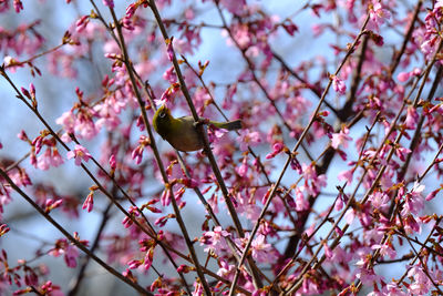 Close-up of pink cherry blossoms in spring