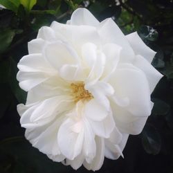 Close-up of white flower blooming outdoors
