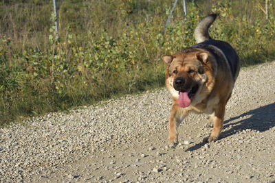 Portrait of dog running