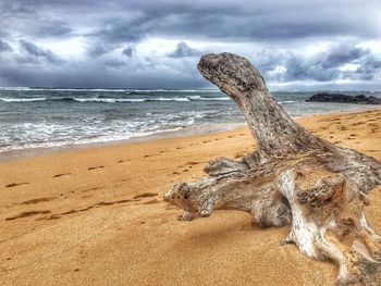 Driftwood on beach against sky