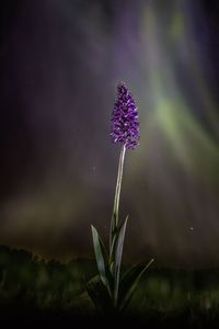 Close-up of purple flowering plant