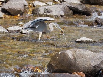 High angle view of gray heron at fish in sea