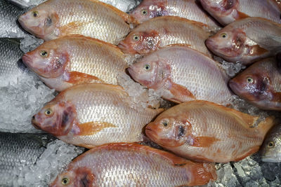 High angle view of fish for sale in market
