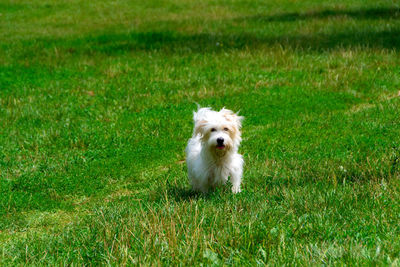 Portrait of dog running on grass