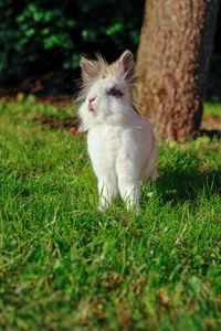 View of an animal on field