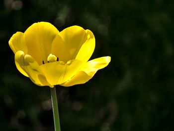 Close-up of yellow flowering plant on field