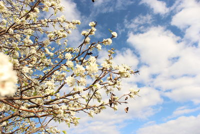 Low angle view of blooming tree against sky