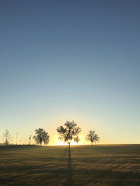 Trees on field against clear sky during sunset