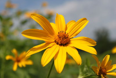 Close-up of yellow flower