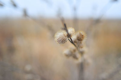 Close-up of thistle