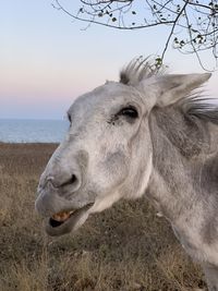 Close-up of a horse on the field