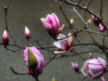 Close-up of pink magnolia on plant