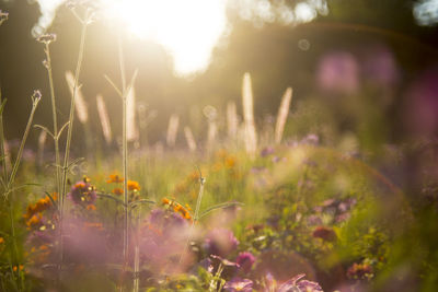 Close-up of flower plants