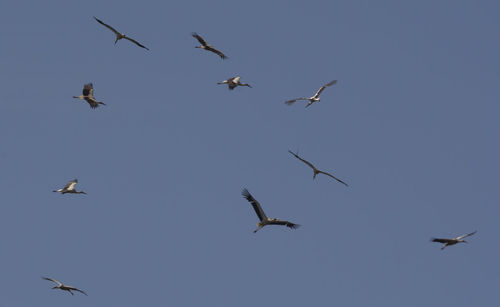 Low angle view of seagulls flying