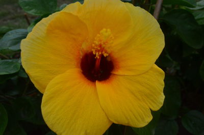 Close-up of yellow hibiscus blooming outdoors