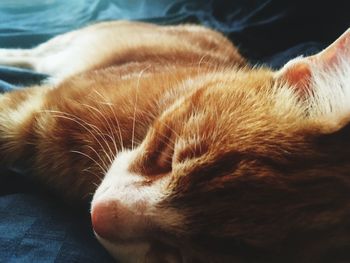 Close-up of cat resting