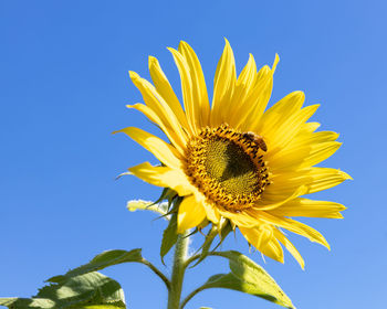 Close-up of yellow sunflower against clear sky