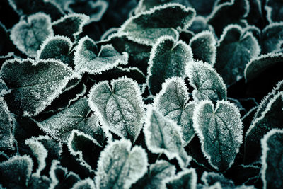 High angle view of frozen plants