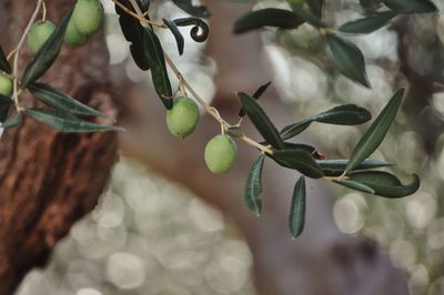 Close-up of fruit growing on tree