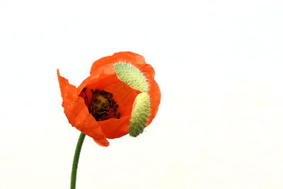 Close-up of red flower over white background