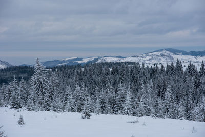 Trees on snow covered land against sky