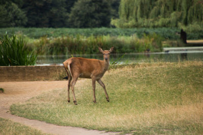 Deer standing on grass