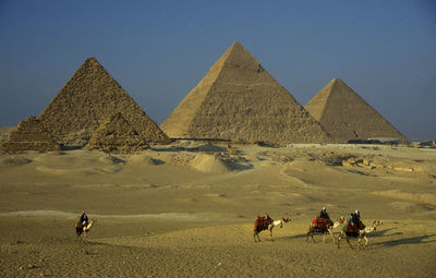 Camels walking by pyramids of giza against clear blue sky