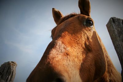 Low angle view of horse standing against sky