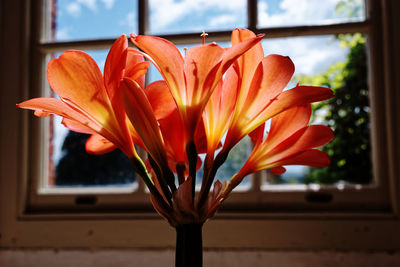 Close-up of orange flower against window at home