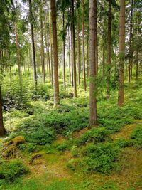 Trees growing in forest