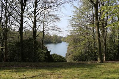 Scenic view of lake in forest against sky