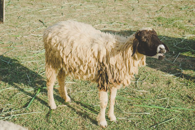 Sheep standing in a field