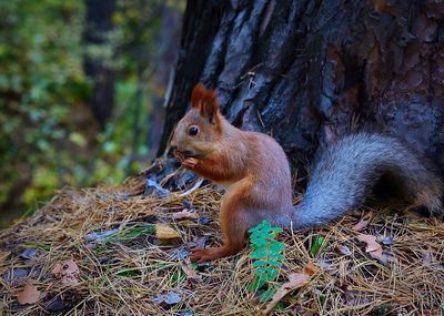 Squirrel on tree trunk in forest