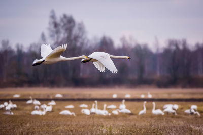 Flying whooper swan birds. spring season.