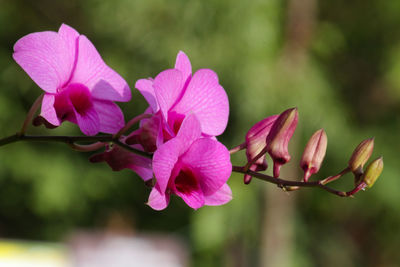Close-up of pink flowering plant