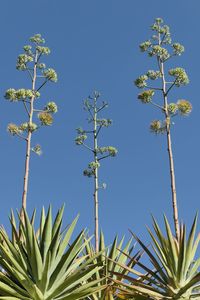 Low angle view of flowering agaves plants against blue sky