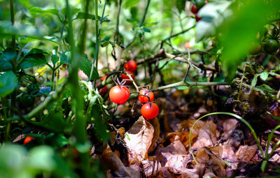 Close-up of cherries on tree